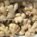 Ginger/Fresh Ginger/Air-Dried Ginger/Globalgap Certified Ginger